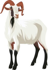goat white fur with striking horns
