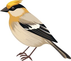 goldencrest active agile bird
