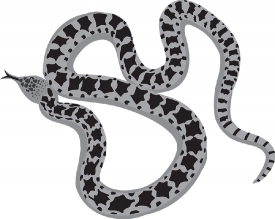 gopher nonvenomous colubrid snake gray color clipart