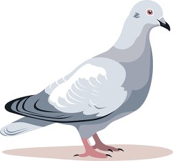 gray dove bird
