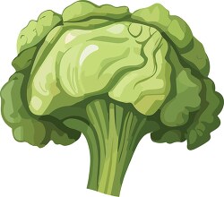 green broccoli on a white background clip art