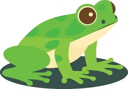 green frog with brown eyes sitting on a leaf