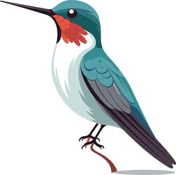 green humingbird