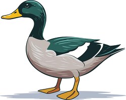 green mallard duck
