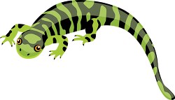 green with spots Salamander amphibian Clipart