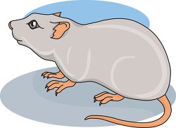 Grey mouse rodent with long pink tail animal clip art