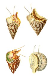 group of four mollusks in shells clipart