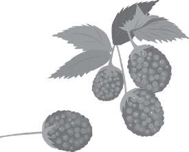 group raspberry plant fruit with stem and leaf vector gray color