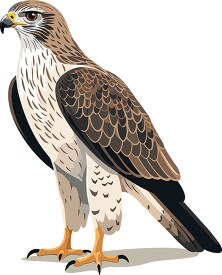 hawk bird of prey with hooked beak