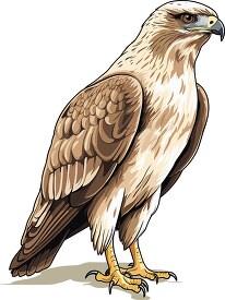 hawks bird of prey