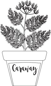 herb caraway in labeled planter black white outline clipart