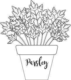 herb parsley labeled in planter black white outline clipart