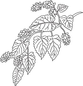 hops herb black white outline clipart