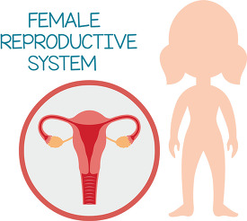 human anatomy female reproductive system clipart