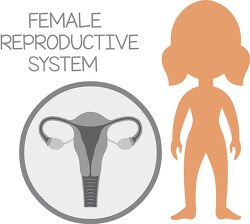human anatomy female reproductive system gray color clipart