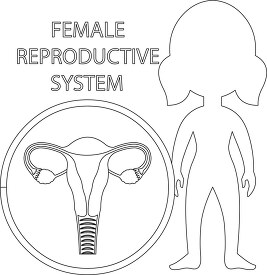 human anatomy female reproductive system outline clip art