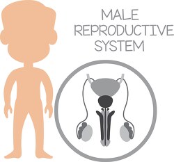human anatomy male reproductive system gray color clipart