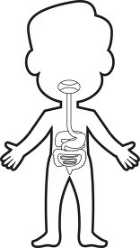 human body illustrated digestive system outline clip art