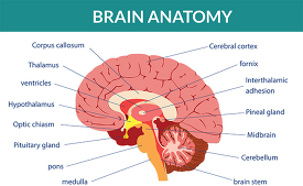 human brain anatomy labeled clipart