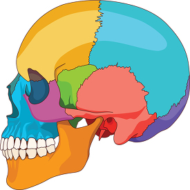 human skull side view anatomy clipart