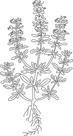 hyssop herb black white outline clipart