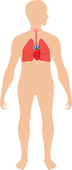 illustration human body with thyroid trachae lungs clipart