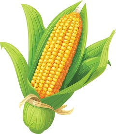 illustration of a corn on the cob