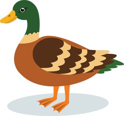 illustration of a mallard duck on a white background