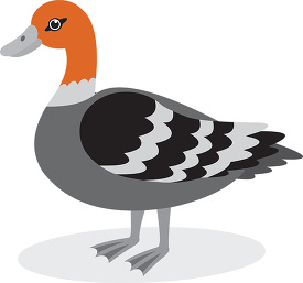 illustration of a mallard duck on a white background gray color