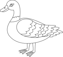 illustration of a mallard duck on a white background outline