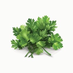 illustration of bunch of fresh green parsley and mint on a white