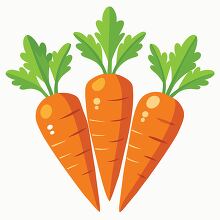 illustration of three long freshly picked orange carrots