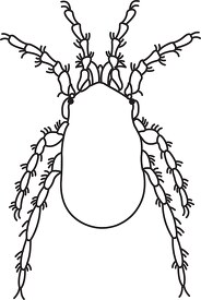 insect black outline clipart 08