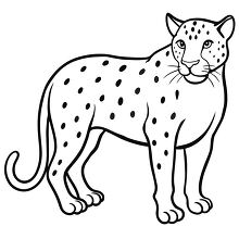 jaguar standing showing spots and features of the big cat black 