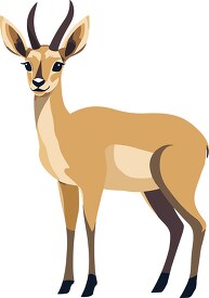 klipspringer small African antelope