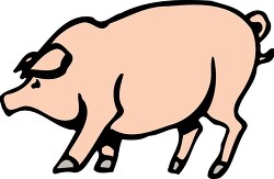 large hog standing shows sideview clip art