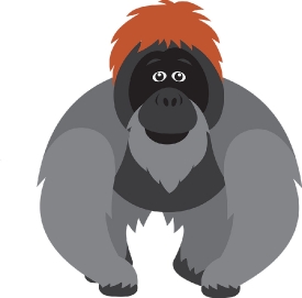 large orangutan great apes stands in rainforest gray color clipa