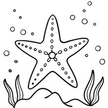 large starfish underwater black outline