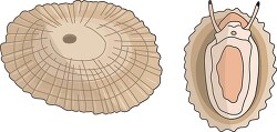 maarine mollusks limpets with strong muscular foot clip art
