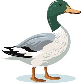 mallard dabbling duck