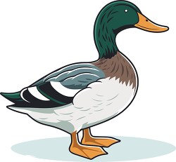 mallard duck with iridescent green head