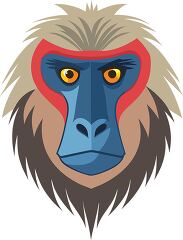 mandrill face features bright red and blue colors with intense e