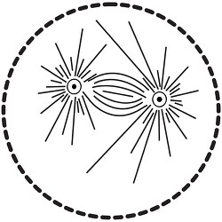 mitosis black white outline clipart