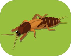mole cricket insect clipart