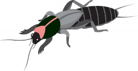 mole cricket insect gray color clipart