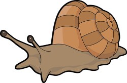 mollusks giant land snail 713