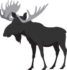 moose on white background gray color clipart image