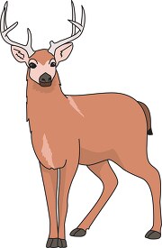 mule deer with antlers clipart