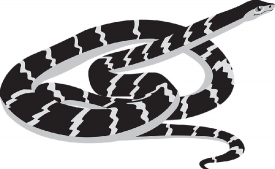 non venomous coiled rat snake gray color clipart