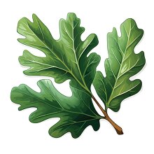 oak leaf rounded lobe shaped clip art